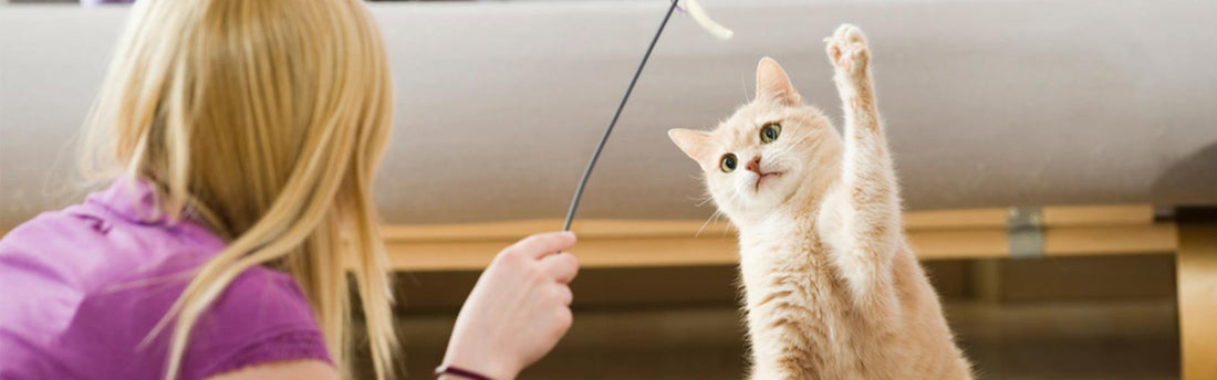 6 roliga aktiviteter för din katt i påsk – en aktiv katt är en frisk katt