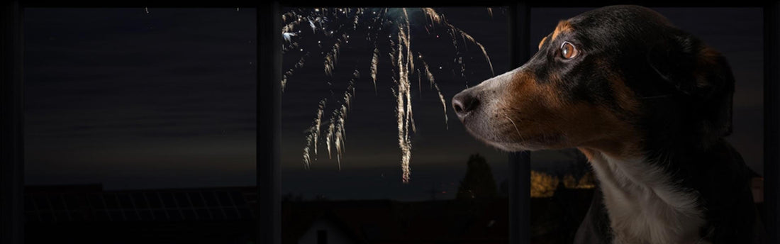 Är din hund rädd för fyrverkerier? 9 effektiva tips för att hjälpa din stressade hund på nyårsafton
