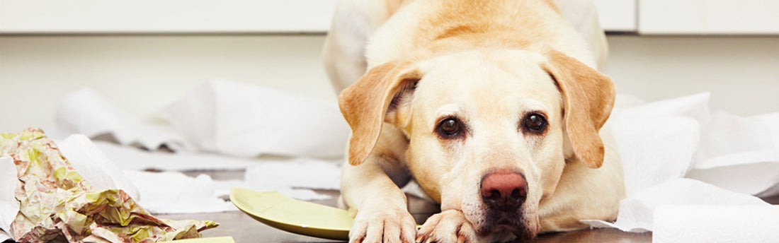 Guide: Det bästa lugnande medlet för din hund i alla situationer