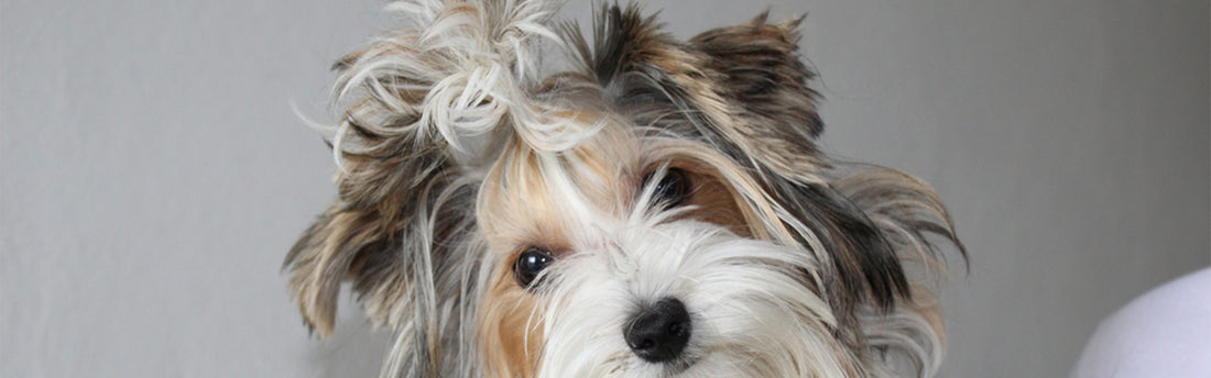Hur man friserar en hunds ansikte