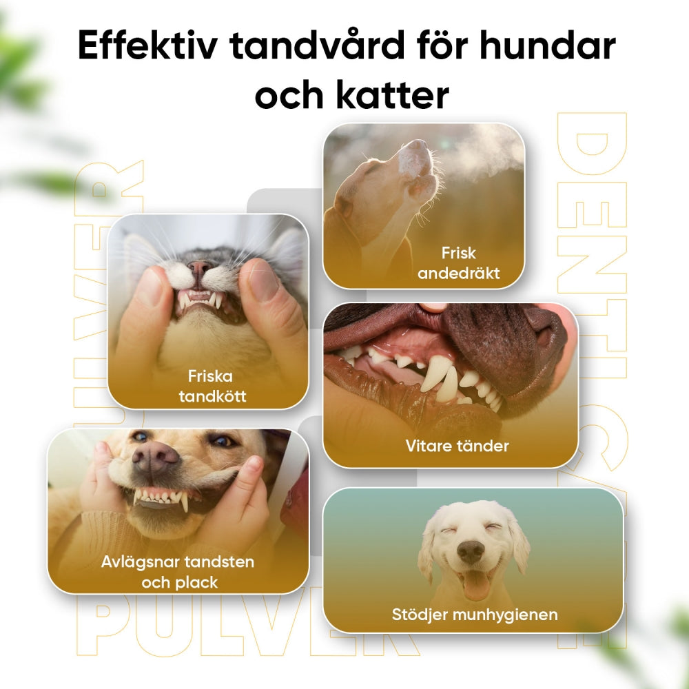 Bilden visar friska tänder och tandkött på flera olika hundar och katter