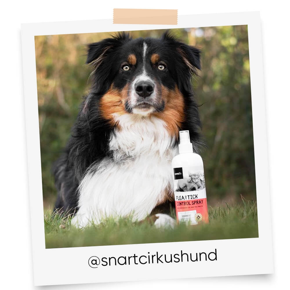 flea-and-tick-controll-spray-oil-ugc
