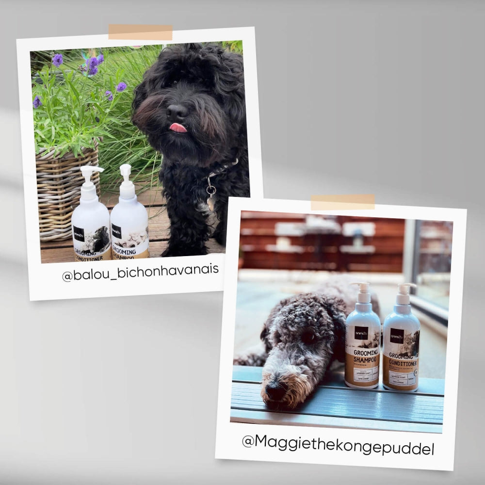 grooming-shampoo-ugc