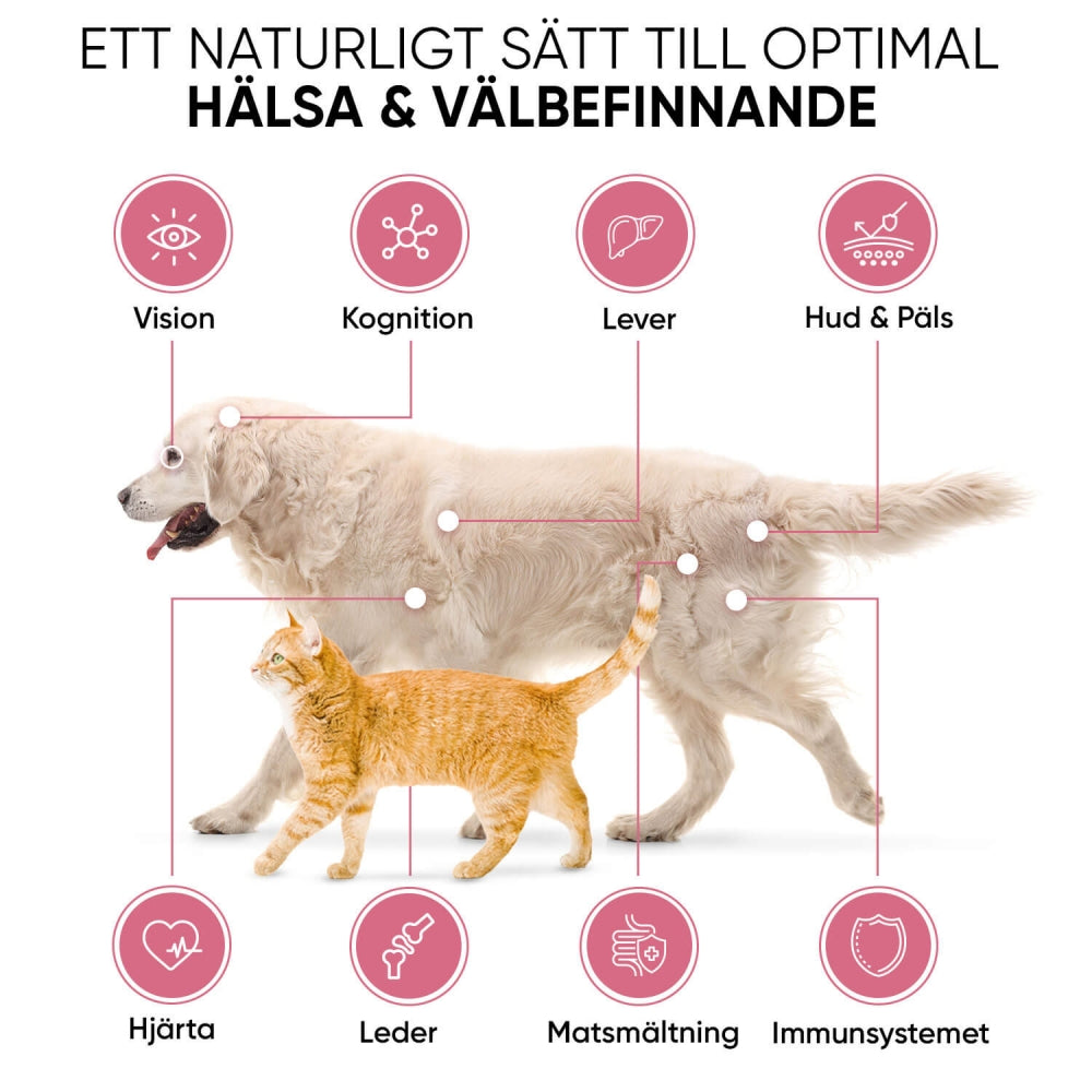 multivitamins-and-minerals-for-dogs-cat-se-04.jpg