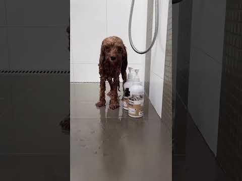 QL2T2BPDdoI?feature=share