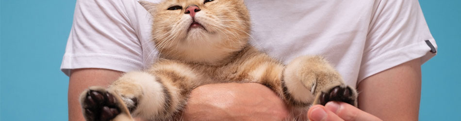 Massage för katter kan ha god effekt på kattens muskler, stelhet och spänningar.