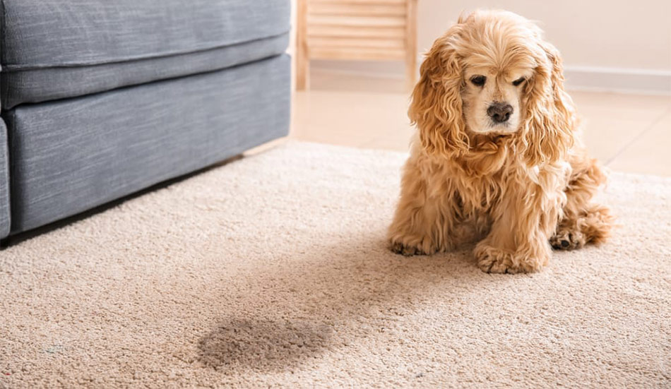 En hund med urinvägsinfektion har en tendens till att kissa oftare än normalt, och kan också råka kissa inomhus.