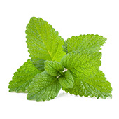 Pepparmyntsolja Pepparmyntsolja