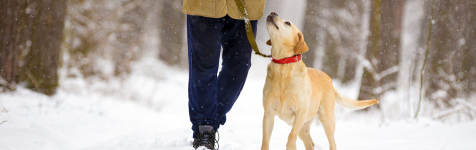 Se till att gå en bra långpromenad med hunden innan du går till jobbet. På sås ätt är hunden trött och kan bättre hantera separationen.