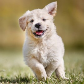 Varför är multivitaminer bra för din hund?