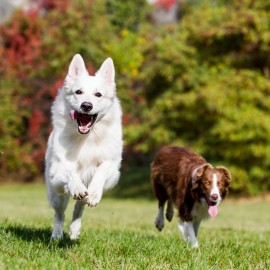 Glukosamin för hundar, varför är det så viktigt? 