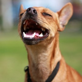 Hur rengör man hundens tänder?