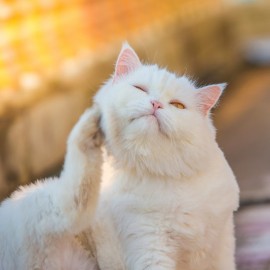 10 vanliga hudproblem hos katter
