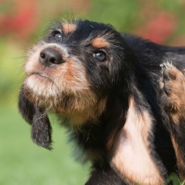 Bli av med loppor på hunden