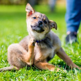 Bli av med fästingar på hunden