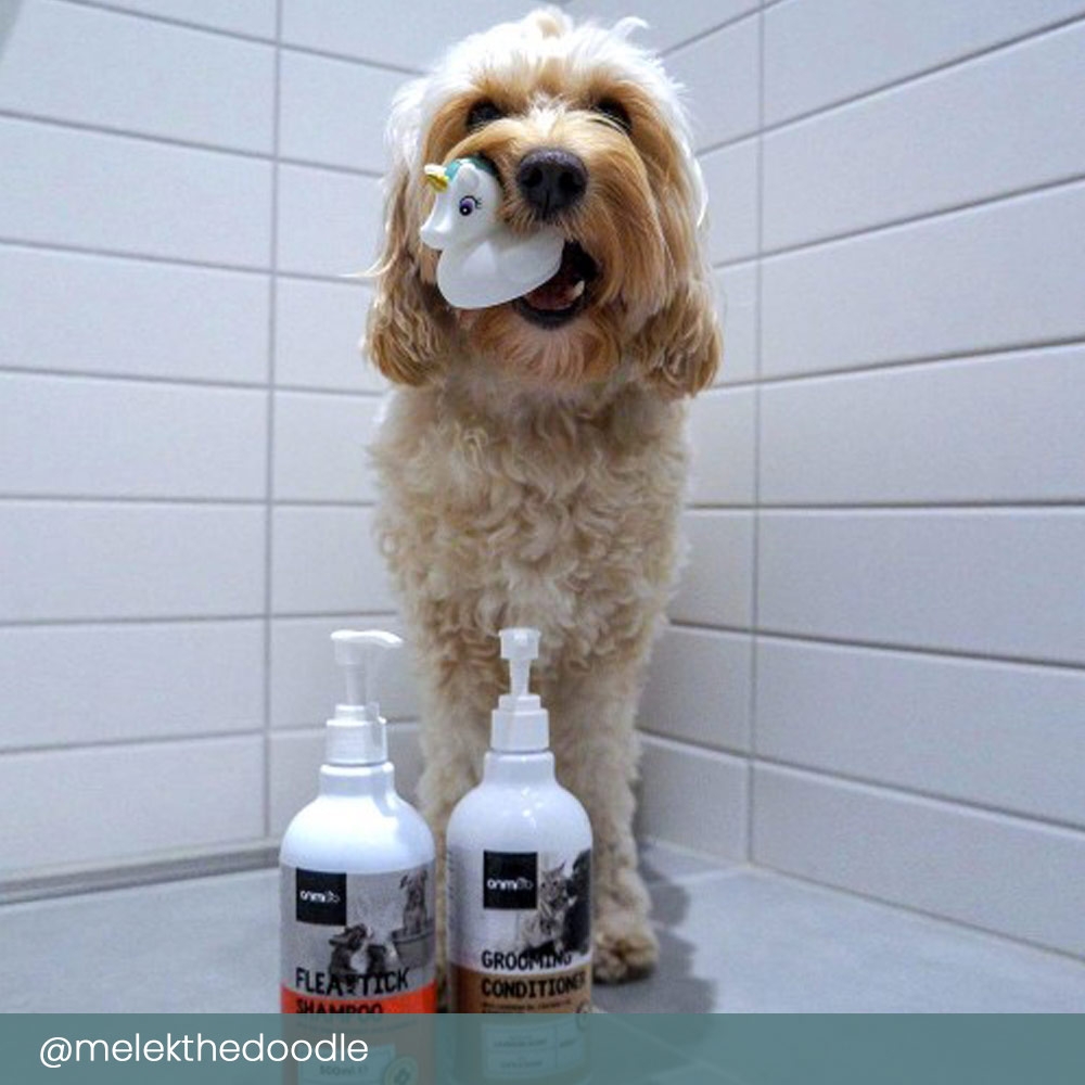 Fästing schampo för hund och katt med naturliga ingredienser