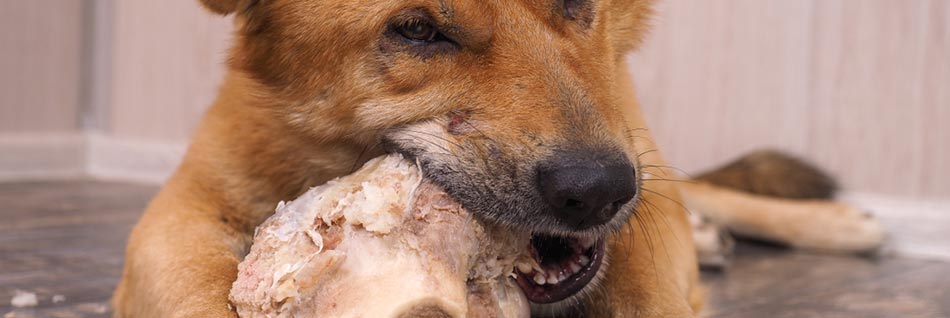 Se till att hålla din hund aktiverad med ett stort ben, godsaker eller utsökt mat eftersom det kan distrahera dem.