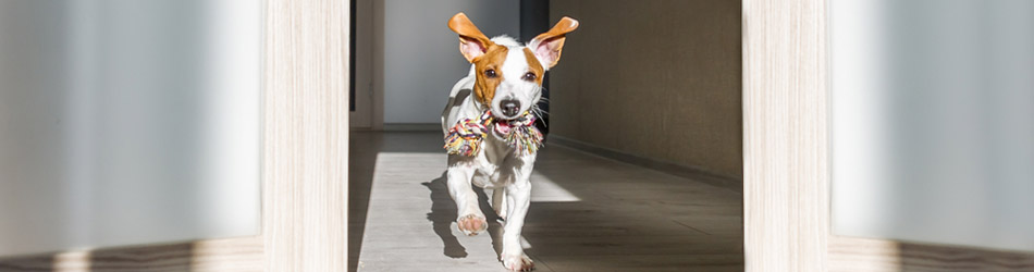 En hund som kommer springande med leksaker när man kommer hem är ofta ett tecken på en glad hund
