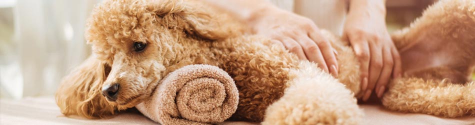 Massage kan ha en positiv effekt på din hunds blodflöde och hjälpa till att förebygga skador och stelhet.