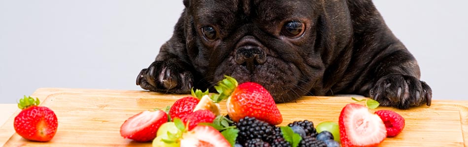 Hundar kan tåla och dra nytta av många olika frukter samt bär. Men det är viktigt att ha koll på vad din hund tål.