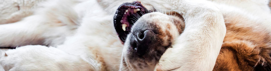 Se till att använda tass-och nossalva på din hund – den lugnar, återfuktar och stärker din hunds tassar och nos.