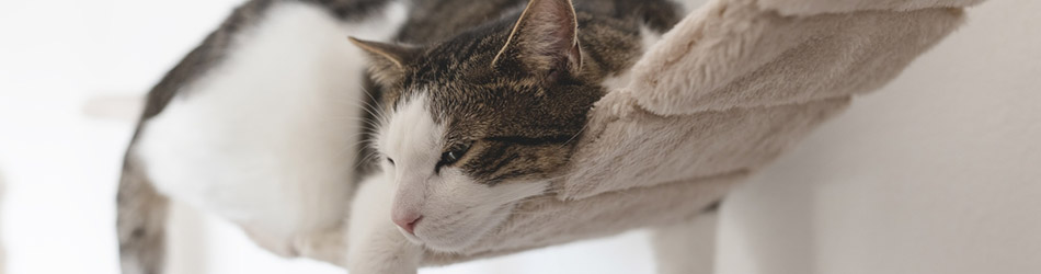 En utkiksstolpe högt upp är idealisk att ha i ditt hem så att din katt kan använda sin natur för att övervaka sitt revir.