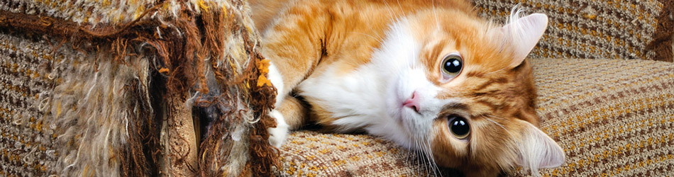 Ett tydligt tecken på att din katt är olycklig, uttråkad eller understimulerad är trasiga möbler, gardiner och kuddar
