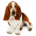 Basset Hound