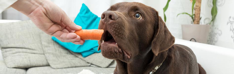 Krispiga grönsaker är inte bara rika på fibrer, vitaminer och mineraler. De är också ett bra alternativ till tuggben, och är bra för din hunds tänder.