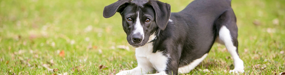 En hund som viftar på svansen och vill leka är ett av de mest uppenbara tecken på en glad hund.