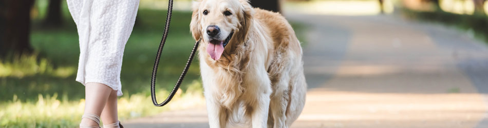 Se till att träna och gå ut med din hund dagligen. Det är bra för din hunds mentala välbefinnande.