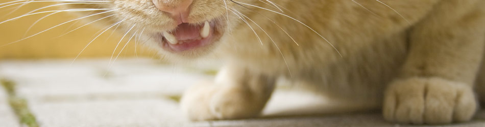 En aggressiv katt försöker få din uppmärksamhet antingen på grund av sjukdom eller stress.