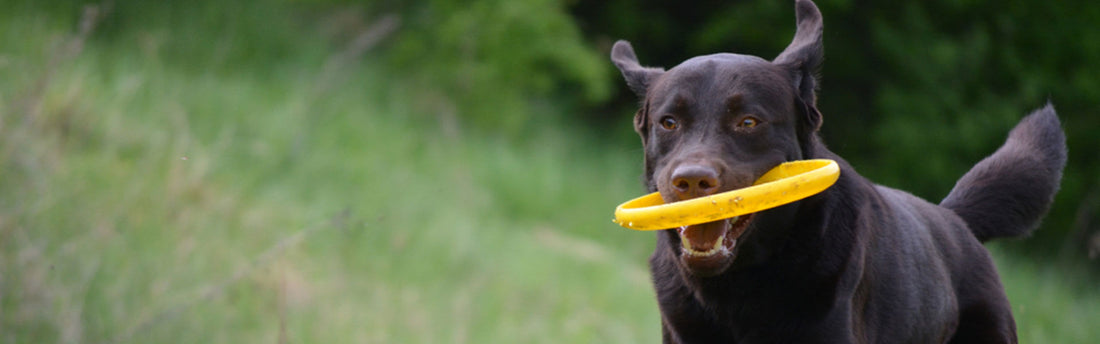 6 roliga aktiviteter för din hund i påsk – en aktiv hund är en frisk hund