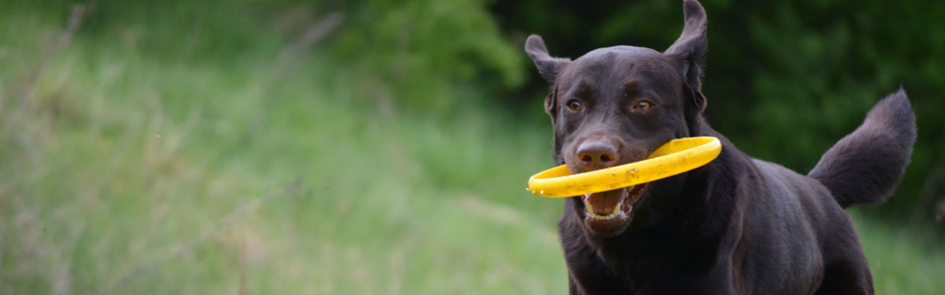 6 roliga aktiviteter för din hund i påsk – en aktiv hund är en frisk hund