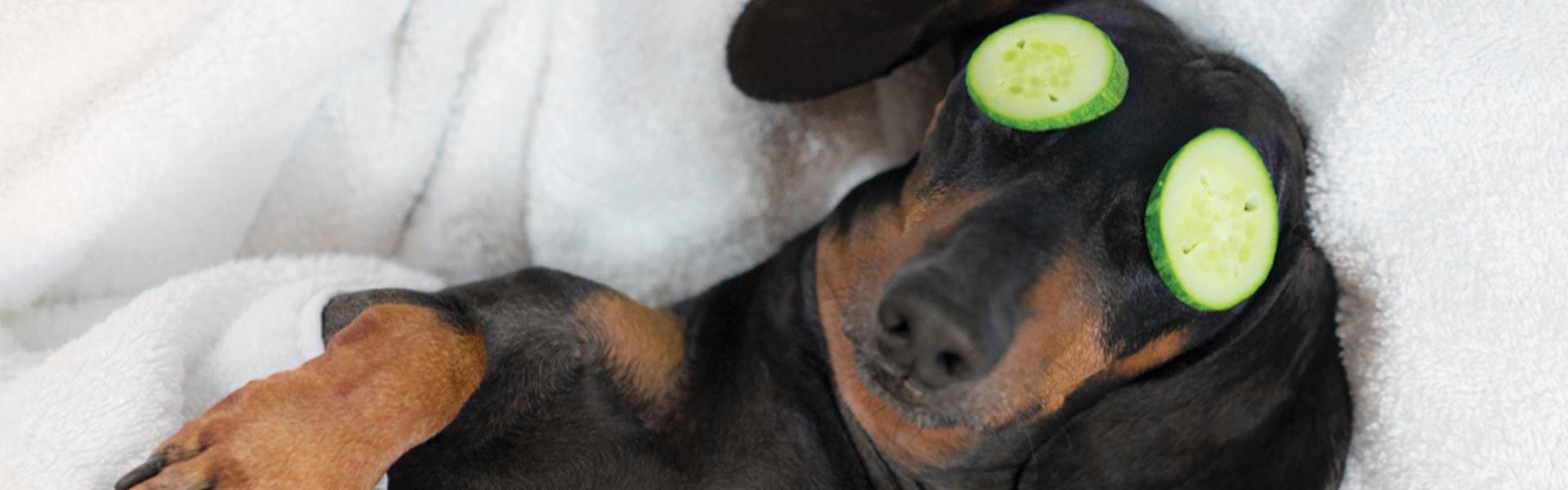 Så skämmer du bort din hund med en spadag - pälsvård och massage för att förebygga skador