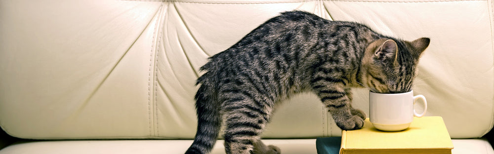 Kan katter dricka grönt te?
