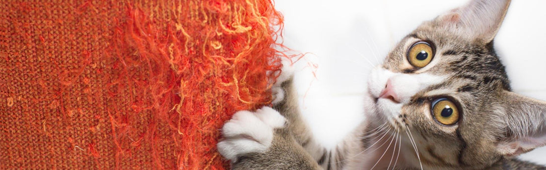 8 saker som stressar din katt – och beteendeproblem som du behöver ha koll på