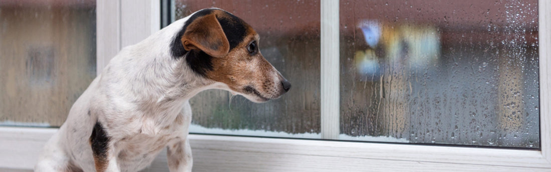 Lider din hund av separationsångest? 7 effektiva tips för att hjälpa en stressad hund