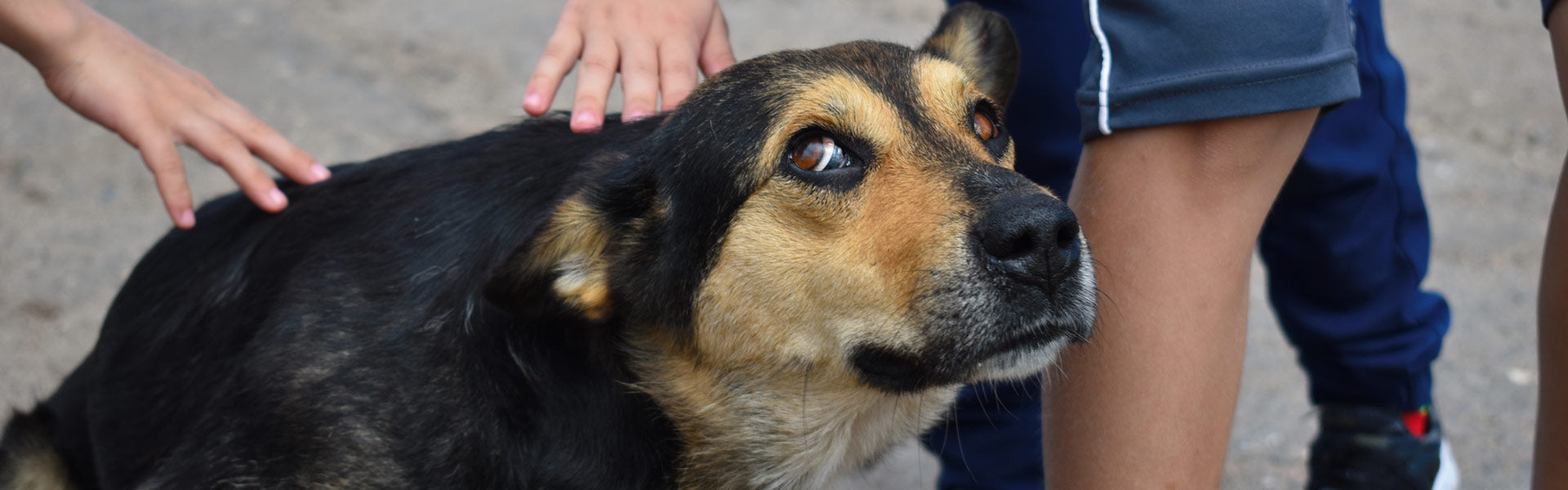 Förstå din hunds kroppsspråk – 10 tecken på att din hund är glad
