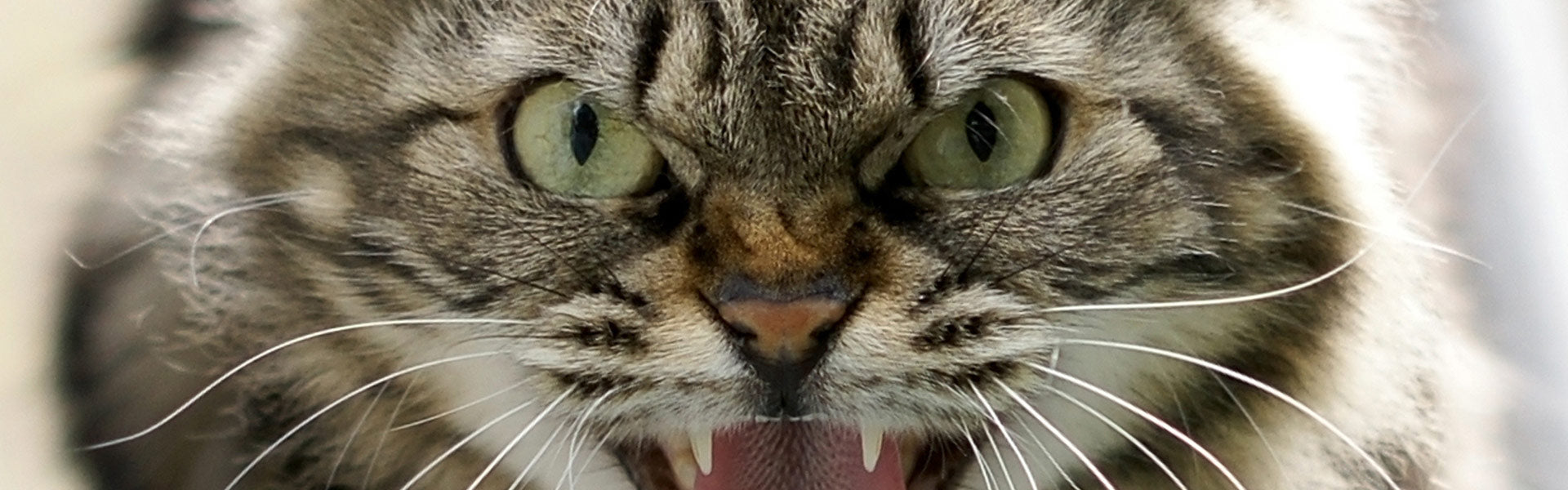 Förstå din katts kroppsspråk – 6 tecken på att din katt är glad