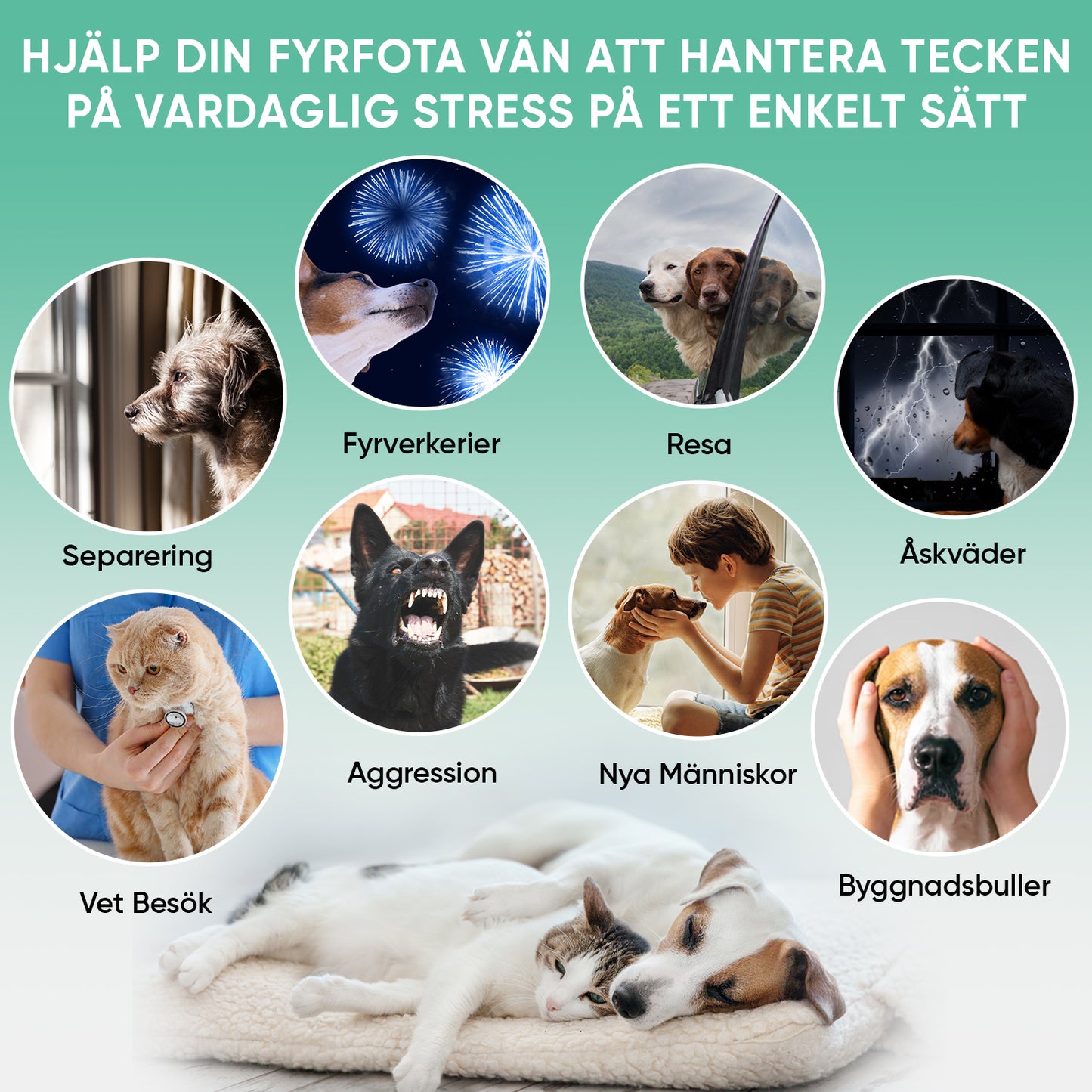Hampaolja för hund