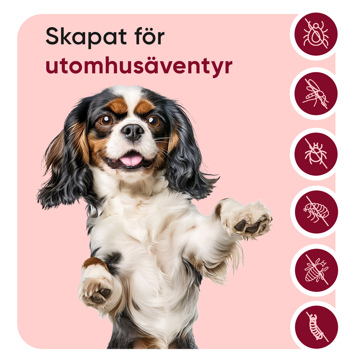Lopp- och fästingpulver för hundar
