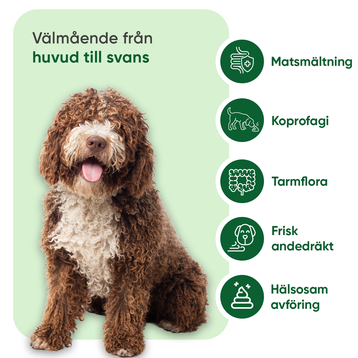 Koprofagi för hundar