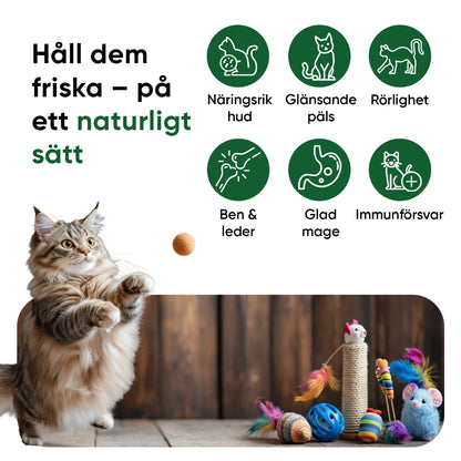 animigo-se-hemp-oil-for-cats-55800mg-liquid-bottle-04