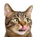 För katter