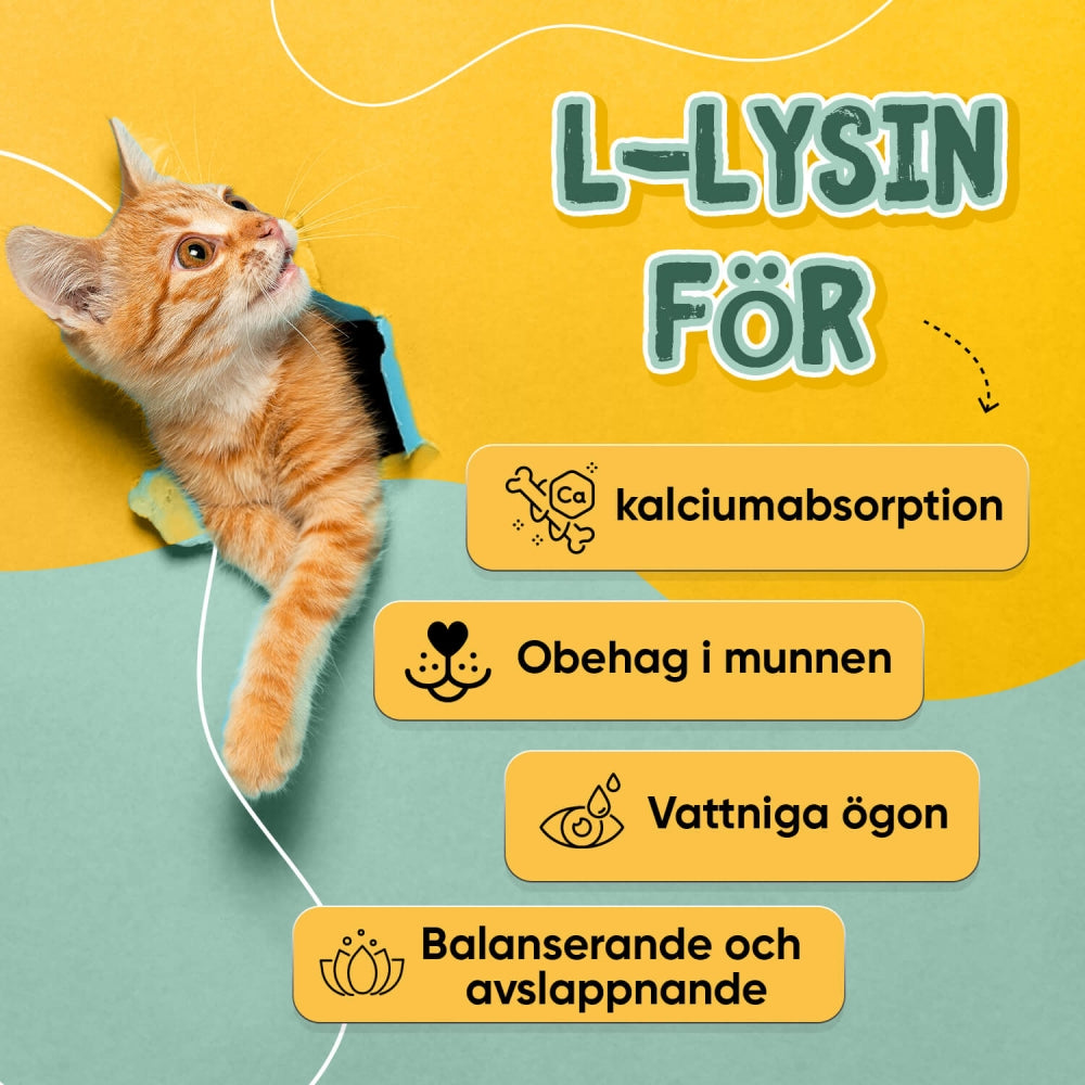 l-lysine-powder-se-3